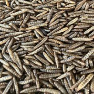  Asticots Larves De Mouches Soldats Noires - aliments pour animaux nous vous proposons des asticots ou larves de mouches soldats séchées/torréfiées. composé à 52% de protéine et alimentation naturelle des poissons et des volailles,  elles remplacent la farine de poissons et favorise la digestion des animaux. nous somm