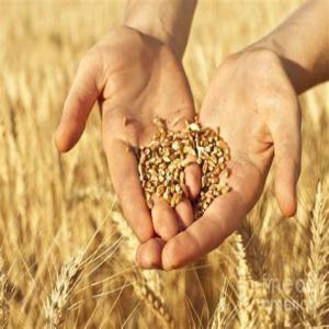  Nous Vendons Du Ble Dur (la Meilleure Qualite) - céréales nous vendons 6000 tonnes du ble dur--export from romania--feel free to contact me (both english and french speaking)