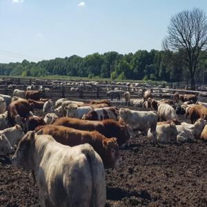  Vente Ovins Et Bovins Origine Ukraine - animaux vivants nous mettons &agrave; votre disposition de grande quantit&eacute; de livestock ovins et bovins toute race confondu nous avons une grande capacit&eacute; pas de petites quantit&eacute;s pour vous pr&eacute;senter nos prix il faut imp&eacute;rativement subvenir une loi lettre d'intention nous ne 