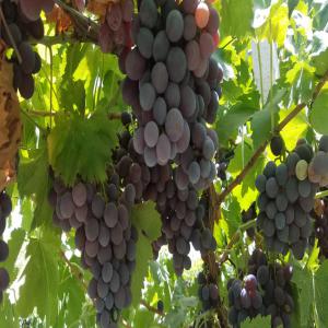  J'ai Des Produits Alimentaires Grande Quantité) - fruits et légumes découvrez notre délicieuse sélection de produits alimentaires pour éveiller vos papilles et satisfaire toutes vos envies gourmandes. savourez des saveurs authentiques avec nos produits frais et de qualité,  soigneusement choisis pour garantir une expérience g