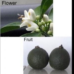  Huile Essentielle De Bigarade Pur 100 - huiles l'agent d'exportation du plus grand fabricant d'huile essentielle de n&eacute;roli en chine,  nous fournissons 100 % huile essentielle de n&eacute;roli pure. nos produits sont s&ucirc;rement le meilleur. notre base de plantation pour l'orange am&egrave;re est le plus grand en chine. 7 millions de fle