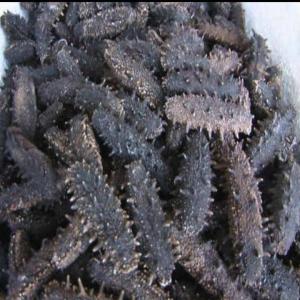  Concombres De Mer - autres j'ai besoin de concombres de mer pour régler les problème de cancer dans mon pays --j'ai besoin de concombres de mer pour régler les problème de cancer dans mon pays 