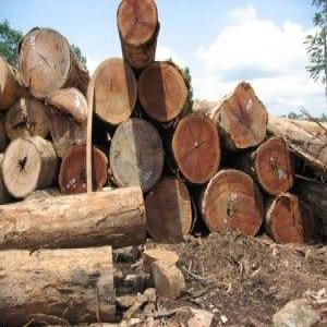  Timber Logs Teak Wood - wood charcoal fiber our company supply very good quality teak logs.----specs- teak logs----diameter- 16cm and up----length- 2.2 and up----payment- l/c at sight--