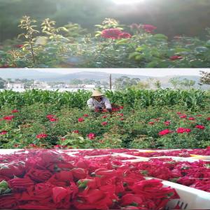  Grossiste Roses Séchées Grade Alimentaire - horticulture plante biocarburant nous proposons &agrave; la vente une tr&egrave;s belle vari&eacute;t&eacute; locale de rose double rouge s&eacute;ch&eacute;es grades cosm&eacute;tique ou alimentaire conformes aux exigences europ&eacute;ennes pour application directe usage culinaire divers p&acirc;tisserie infusion extraction..
