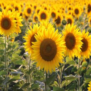  Production De Graines De Tournesol - Investissement capitaux sur un zone agricole biskra /alg&eacute;rie. j ai une grande surface de terrain agricole avec toute n&eacute;cessit&eacute; _eaux mat&eacute;riels je veux exploite le maximum en production de graines de tournesol culture de 4 mois l achat du produit garantie par l &eacute;tat pour exploi