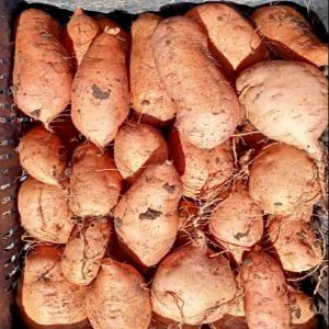  Patates Douces - fruits et légumes bonjour, --nous sommes une entreprise &eacute;gyptienne sp&eacute;cialis&eacute;e dans l'exportation de divers fruits et l&eacute;gumes (patates douces,  ail,  grenades,  fraises,  oignons et raisin). nous avons d&eacute;j&agrave; plusieurs clients &agrave; travers le monde et cherchons &agrave; &eacute;