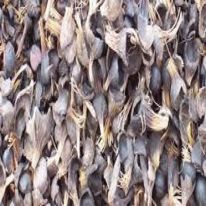  Exportation Des Coques Du Noix De Palme - autres nous sommes une entreprise béninoise à la recherche des partenaires à l'extérieure pour la vente des coques de noix de palme.--vu l'évolution de la technologie actuelles les coques de noix de palme peuvent etre transforme pour l'utilisation de beaucoup de chose