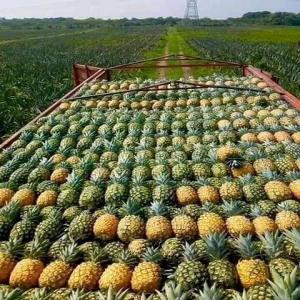  Recherche De Clients Pour Achat D'ananas. - fruits et légumes nous résidons au bénin précisément dans un village où l'ananas est moins cher et on aimerait avoir des partenaires/ clients à l'extérieur pour leur fournir l'ananas à des prix défiant toute concurrence.--merci.