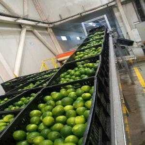  Citrons Lime De Tahiti Origine Sénégal - fruits et légumes une quantité importante de citrons de la variété lime de tahiti en très bonne qualité disponible. si vous etes intéressé,  merci de me contacter--