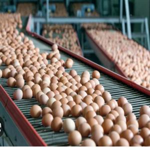  Fournisseur - viandes et oeufs procurer vous d'un apport nutritif important avec nos oeufs de qualité.--nous avons des œufs de différentes tailles. lancez vos commandes. nous en avons en quantité suffisante.