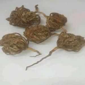  Recherche Acheteurs De Fleur De Jericho - autres la rose de jéricho ou fleur de la mecque ou plante de la fertilité--elle est très efficace pour stimuler la fertilité chez l'homme et chez la femme--elle facilite l'accouchement--permet de protéger le foie et les reins des infections et maladies--c'est une plante a