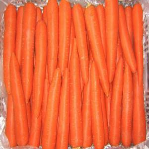  Vente Carottes Taille 2l 3l 28.5mt Disponible - fruits et légumes 28.5mt disponible--taille 2l 3l--carottes grade a export quality --origine chine--disponible pour chargement--tarif fob 488 usd mt.--------