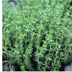  Cosmétiques - huiles nous vous proposons de huile cosm&eacute;tique de romarin ,  nous sommes disponible de fournir le huile soit en vrac ou ave conditionnement .