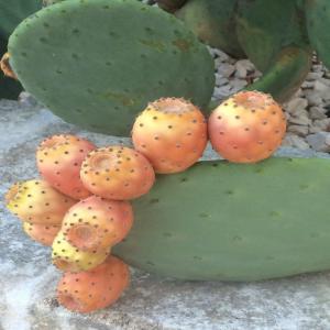  Vente Figue De Barbarie - fruits et légumes en peu fournir en grande quantit&eacute; des figue de barbarie d'une tr&egrave;s bonne qualit&eacute; cueilli dans les montagnes algerienne emballer en barquettes de 01kg 500g