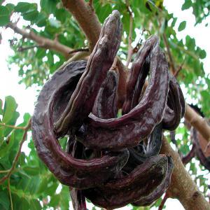  Caroube Vendre - fruits et légumes j'ai une grande quantit&eacute; de produit caroube selon la demande du client.le prix est tr&egrave;s convenable.vous ne pouvez me contacter que par t&eacute;l&eacute;phone ou par e mail