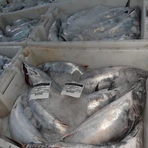  Vente De Poisson - poissons bonjour.je suis un fournisseur de poisson basé a dakhla sud du maroc. je recherche des clients qui sont intéressés. nous fournissent tout genre de poissons.--      --