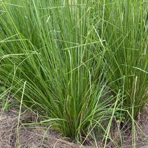  Eclats De Vétiver Bio - horticulture plante biocarburant nous vendons de grande quantité d'éclats de vétiver bio,  à venir chercher sur place à mboro,  --le vétiver est une graminée complète dont la racine verticale et très profonde permet de stabiliser les sols et peut servir à de nombre