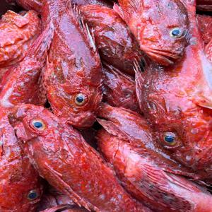  Export Poisson Frais Et Congelés - poissons nous sommes une société spécialisée dans l'exportation de fruits de mer.--1-des crabes bleus- crabe surgelé --c------2-du pérou noir( epinephelus canius), -- 3-vivaneau doré (litjanus fulgen),  --4-du pérou à point bleu (cephalopholus taen