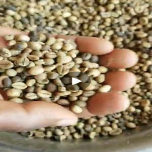  Des Tonnes De Café Vert En Vente - café cacao thé nous vendons en collaboration avec un fournisseur de café plus de 40 tonnes de café vert(brute). le test n'a pas à été fait pour déterminer le grade. --intéressé par l'achat de tout grade ,  viens et fais son test ,  paie cash avant enlève