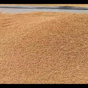  Souchet - céréales nous disposons d'une tr&egrave;s grande quantit&eacute; de souchet de qualit&eacute; exceptionnelle et &agrave; un prix comp&eacute;titif,  nous cherchons des clients tr&egrave;s s&eacute;reux pour une relation d'affaire. nous serons heureux de faire affaire avec vous.--cordialement    