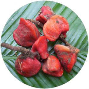  Thaumatococcus - fruits et légumes je recherche pour des producteurs du fruit thaumatococcus (le fruit le plus sucré) des acheteurs. produit disponible en grande quantité,  vous pouvez etre approvisionné jusqu'à 7 tonnes par mois.