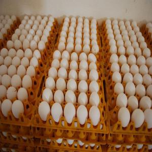  Recherche D'acheteurs D'oeufs Fécondés - viandes et oeufs  commercial au sein de l'entreprise  au cameroun. --nous sommes spécialisé dans l'agropastole en générale et parmi les services phare que nous offres il y'a --la distribution des oeufs fécondés dans tous l'afrique centrale.--🥚🐣 œufs &ag