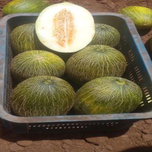  Melon Piel De Sapo Origine Maroc - fruits et légumes melon piel de sapo origine maroc tailles de 2 kg &agrave; 5 kg prix ​​au kilo 0 90 euro ddp espagne pour les autres pays consulter le prix. conforme &agrave; tous les certificats d'exportation europ&eacute;ens.