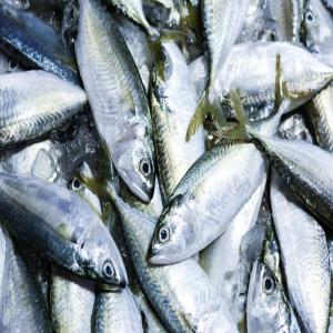recherche  acheteurs   des poissons  surgelé  - poissons bonjour  nous sommes une société basé au maroc  qui fournit tout type  de poisson surgelé aux très bon prix  ,  nous recherchons des acheteurs et nous assumons aussi le transport au point final contactez nous .