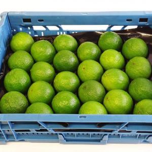  Je Suis Producteur De Mangue, Citron, Gombo... - fruits et légumes vous etes a ala recherche de fruits et legumes nous sommes a votre disposition.--nous avons a notre disposition - citron vert,  gombo,  piment,  aubergine,  aubergine africains.--n'hesitez pas a me contacter je suis ouvert a toute partenariat.