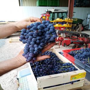  Raisins Vendre Sur Pieds Chardonnay Chenin - vins bonjour cher confrère et consœur,  je viens vers vous toutes et tous de la profession et par tous vos contact,  pour moi cette année encore,  je me retrouve suite à la crise de 2020 ,  avec trop de stock de vin , ce qui m'emmène à proposer mes raisins dans vos cag