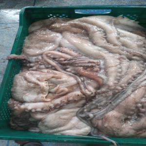  Poulpe Et Fruits De Mer De Qualité Du Maroc - poissons nous sommes une entreprise passionn&eacute;e par les fruits de mer et specialement le poulpe. nous sommes engag&eacute;s &agrave; fournir &agrave; nos clients les produits les plus frais de la place. notre soci&eacute;t&eacute; est situ&eacute;e dans une r&eacute;gion coti&egrave;re &agrave; dakhl