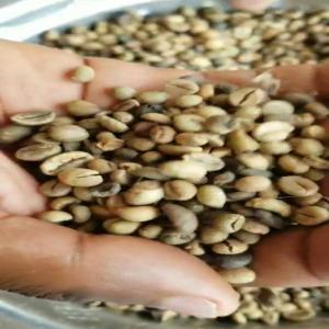  Café Brute En Vente En Gros En Côte D'ivoire - café cacao thé café en grain disponible en grande quantité à divo et danané.--40 tonnes et 30 tonnes au prix de 1200 francs cfa/kg----nb- tout client intéressé vient visiter,  test et paie cash et va avec sa marchandise