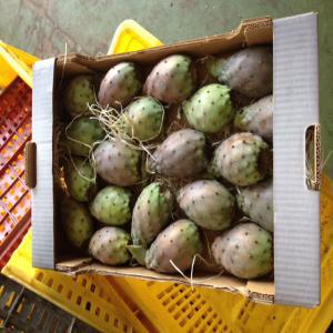  Figues De Barbarie Certifie Bio - fruits et légumes fgues de barbarie certifié biologique ,  tres bonne qualité gout authentique ,  production de la saison 2023 emballé en carton de 3kg .--- prix - nous contacter --- certificat - ecocert  ( valide et disponible )--- emballage carton 40x30x9 cm  et mode de transport au choix--- gran
