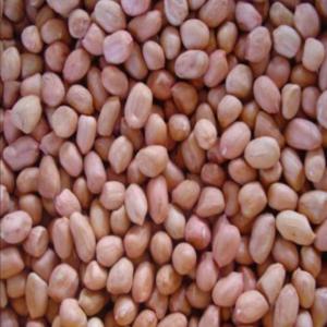  Arachide Décortiqué - fruits secs et graines grillées arachide décortiqué --nous somme une société privéé chargé de la production et la commercialisation de l'arachide sélectionnées certifiées. l’approvisionnement se fait par production locale sous contrat avec les agriculteurs produ