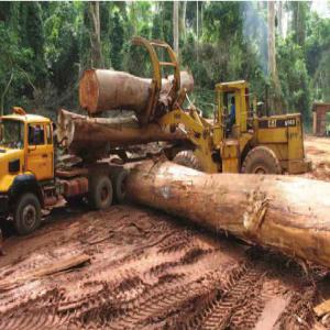 Recherche Investisseurs Partenaires Financiers - autres recherche investisseurs / partenaires financiers pour établissement d’une joint venture ,  pour une exploitation forestière en afrique et exportation de bois . nous acceptons des compagnies et sources fiables,  et nous fournirons tous les documents legaux et informations necessaires  req
