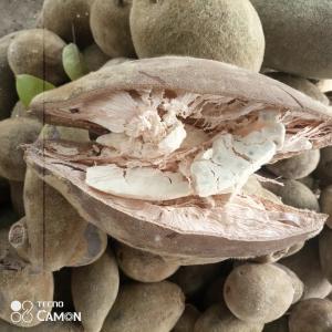  Fruits De Baobab,bouye En Gros - fruits secs et graines grillées nous sommes une société spécialisée dans la production de la poudre de baobab. nous pourrons fournir de fruits de baobab appelé encore bouye en grande quantité. nos fruits sont collectées directement dans la nature de manière éthique et 