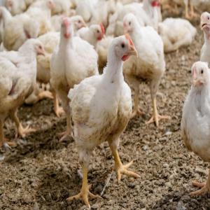  Poulets De Chairs - viandes et oeufs nous recherchons de toute urgence un partenaire dans le besoin de fournisseur de poulets de chairs. nous avons une capacit&eacute; de production de 10.000 sujets par vague pour un contrat . nous sommes disponibles &agrave; toutes propositions. 