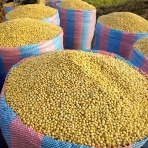  Fruitiers - fruits secs et graines grillées arachides,  soja,  maïs (blanc et jaune),  noir d'acajou,  graines de tournesol,  le noir de karité,  piment rouge,  gimgembre,  haricots,  tomate,  avocats,  mangue,  ananas,  manioc,  orange,  papaye verte,  banane,  noir de palmiers,  oignon,  corosol,  carottes et noir de coco