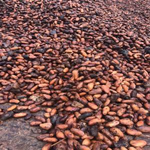  Cacao De Qualité Prenium - café cacao thé nous sommes une soci&eacute;t&eacute; agroalimentaire bas&eacute; &agrave; douala nous disposons d'un important stock de cacao de tr&egrave;s bonnes qualit&eacute;s,  nous sommes disponibles pour une franche collaboration.--cordialement.