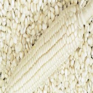  Non Gmo White Maize For Human Consumption - feed we are large supplier of non- gmo white maize ( corn)  for human &,  animal feed  --color- white --style- fresh--type- corn--length (cm)- 5.3--moisture - 13 % max.--protein - 9.0 % min--purity - 98 % min--broken - 2 % max--damage - 6 % max.--covered grain - 2 % max.--ash - 1.57 % max.--fat - 5 % max.
