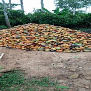  Cacao De Qualité Prenium - café cacao thé nous sommes une soci&eacute;t&eacute; agroalimentaire bas&eacute; &agrave; douala au cameroun gr&acirc;ce &agrave; notre vaste r&eacute;seau de agriculteurs nous disposons d un important stock de cacao de qualit&eacute; nous recherchons des clients s&eacute;rieux qui connaissent la qualit&eacute; de