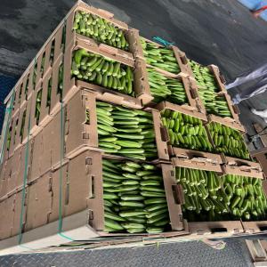  Gombo Du Sénégal - fruits et légumes nous sommes une entreprise agricole bas&eacute;e au s&eacute;n&eacute;gal,  sp&eacute;cialis&eacute;e sur la production de fruits et l&eacute;gumes. actuellement nous sommes en pleine r&eacute;colte de gombo. ainsi nous disposons une tr&egrave;s grande quantit&eacute; de gombo de tr&egrave;s bonne qu