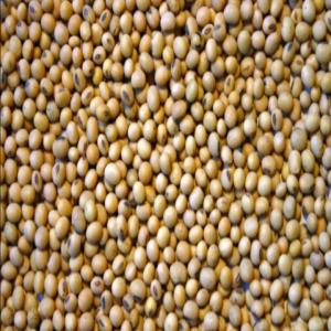  Soja - céréales nous sommes producteur de soja nous recherchons un partenaire pour la vente de nos produit en import export toute personne int&eacute;ress&eacute;e peut nous contacter directement nous somme disponible a livr&eacute; jusqu’&agrave; 10 conteneur par semaine nous disposons en stock les produits biolo