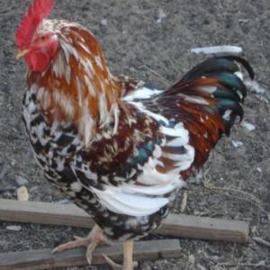 Vente De Poulet Africain - animaux vivants nous disposons dans la r&eacute;gion de la marahoue ( cote d'ivoire)1000 poulets africaine. pour toutes personnes voulant s'en procurer est tenu de rentrer en contact avec nous 
