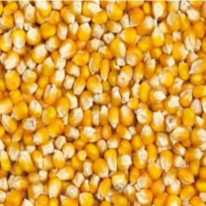  Maïs Jaune Déstockage - céréales  &agrave; tous pour tout besoin en maïs jaune bien sec alimentation humaines comme pour fabrication d'aliments pour animaux. nous disposons de plusieurs tonnes actuellement nouveau comme ancien stock . bien conditionn&eacute; et stocker. prix nouveau 150/kg et ancien 185/kg . toutes pers