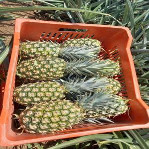  Ananas Md - fruits et légumes vous recherchez de l'ananas de vari&eacute;t&eacute; md 2 de c&ocirc;te d'ivoire &agrave; des prix tr&egrave;s comp&eacute;titifs pour une qualit&eacute; allant jusqu'&agrave; 50000 tonnes,  et bien rechercher plus loin car notre entreprise vous garantit toute la logistique jusqu'&agrave; votre port.