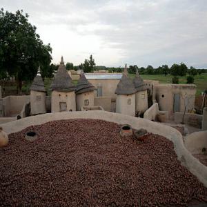  Noix De Karité - publicité-nouveaux produits nous mettons &agrave; votre disposition du noix de karit&eacute;. nous sommes au b&eacute;nin dans le d&eacute;partement du borgou. chez nous c'est la qualit&eacute; et la moindre co&ucirc;t.