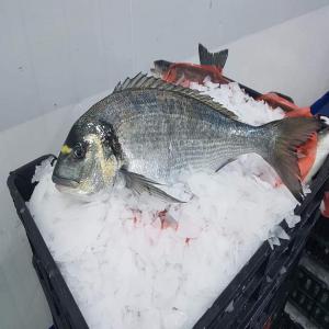  Seabream And Seabass - fish we are prima fish an aquaculture company. specializing in the production of gilthead seabream seabass and meagre ( frozen or fresh ). 