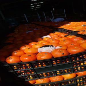  Nous Sommes Une Entreprise Qui Exporte Des Légume - fruits et légumes   nous sommes une entreprise qui exporte des légume du maroc vers europe et afrique prix ​​raisonnables,  installations à réaliser.pour plus d'informations,  veuillez nous contacter sur gmail ou sur notre numéro