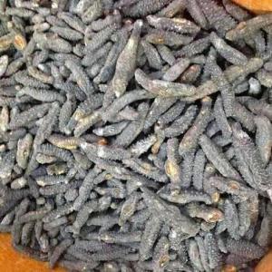  Concombre De Mer Séché - poissons  et congel&eacute; de qualit&eacute; sup&eacute;rieure emballage en vrac de qualit&eacute; sup&eacute;rieure avec 12 dur&eacute;e de conservation &agrave; vendre &agrave; bon prix